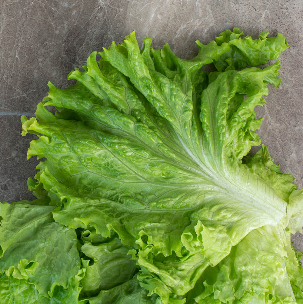 tasty lettuce from aquaponical.co