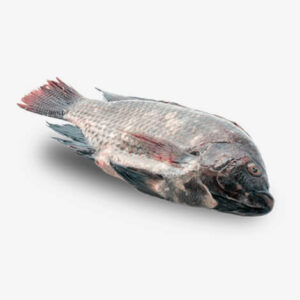 delicious tilapia fish from aquaponical.co